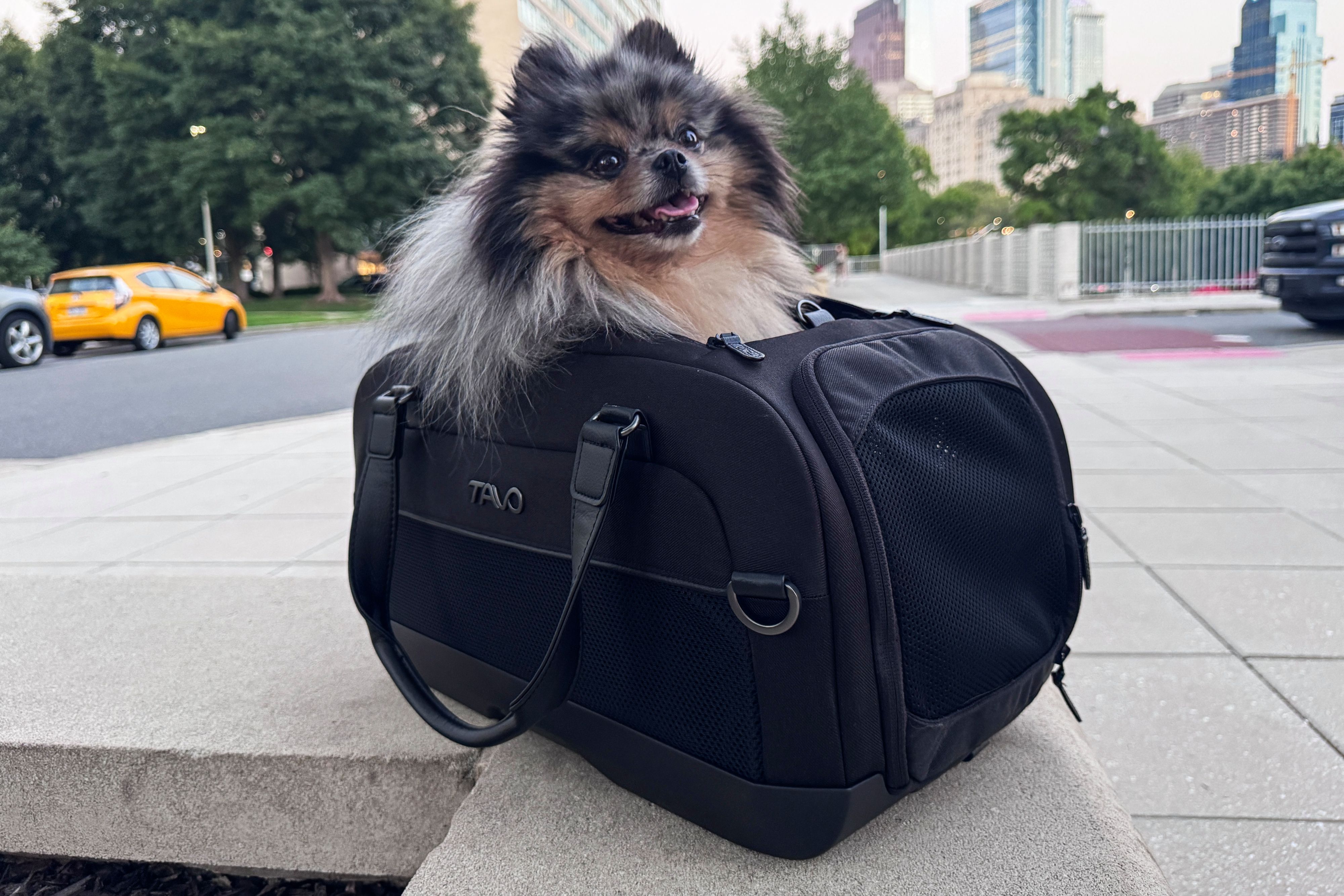 איך לבחור תיק נשיאה לכלב – המדריך המלא